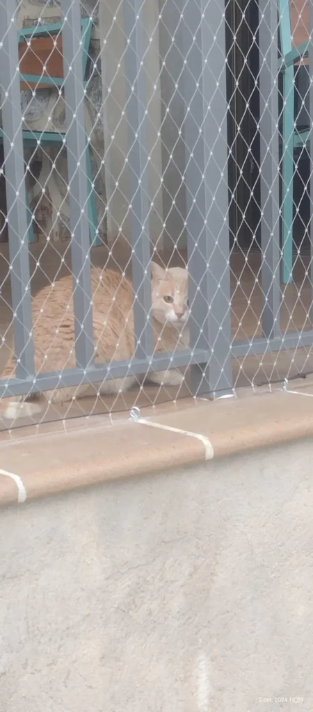 instalacion de redes para felinos